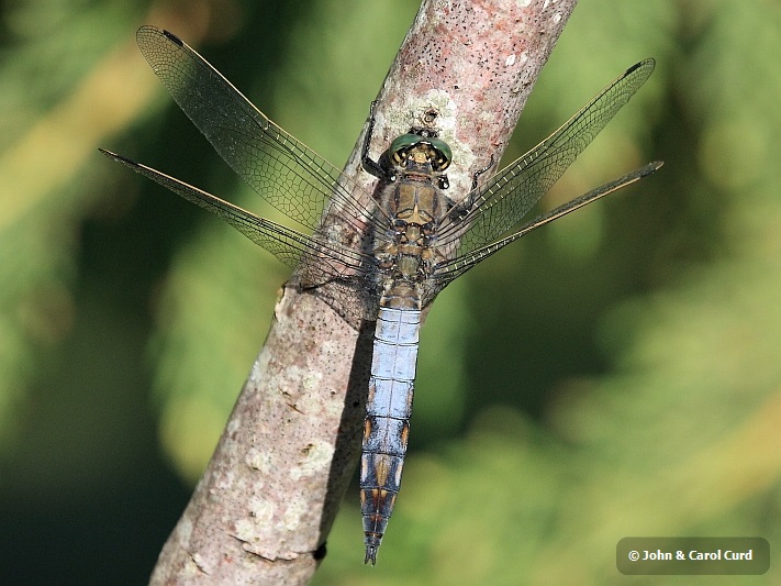 IMG_5794 Orthetrum cancellatum male.JPG